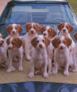 Brittany Puppies On Car Diamond Paintings