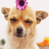 Chihuahua With Flower Diamond Paintings