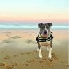 Dog In The Beach Diamond Paintings