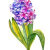 Hyacinth Art Diamond Paintings