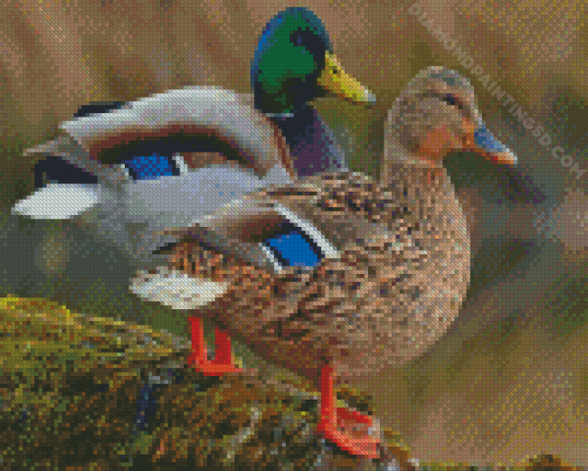 Wild Ducks Diamond Paintings