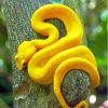 Yellow Snake Viper On Tree Diamond Paintings