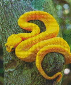 Yellow Snake Viper On Tree Diamond Paintings