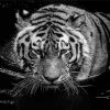 Black And White Tiger In The Water Diamond Paintings