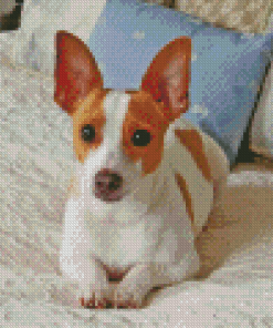 Cute Rat Terrier Diamond Paintings