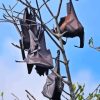 Giant Golden Crowned Flying Foxes Diamond Paintings