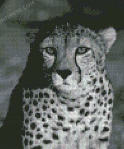 Black And White Cheetah Diamond Painting