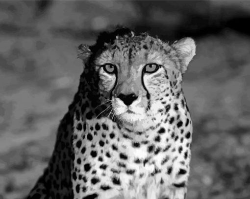Black And White Cheetah Diamond Painting