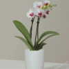 White Orchid Vase Diamond Painting