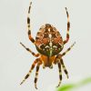 European Garden Spider Araneus Diamond Painting