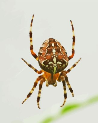 European Garden Spider Araneus Diamond Painting