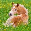 Haflinger Horse Foal Resting Diamond Painting
