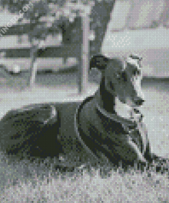 Monochrome Lurcher Dog Diamond Painting