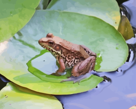 Frog On Lily Pond Diamond Painting