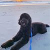 Black Goldendoodle At The Beach Diamond Painting