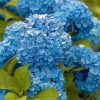Blue Flowers Hydrangea Diamond Painting