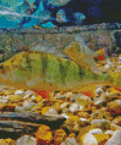 European Perch Fishes Diamond Painting