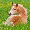 Haflinger Horse Foal Diamond Painting