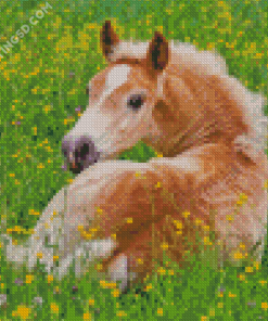 Haflinger Horse Foal Diamond Painting