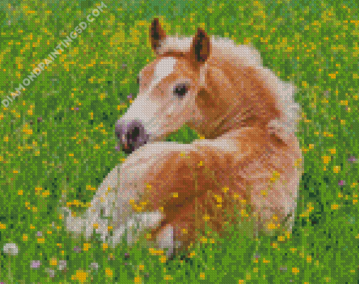 Haflinger Horse Foal Diamond Painting