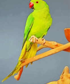 Red Neck Parrot Bird Diamond Painting