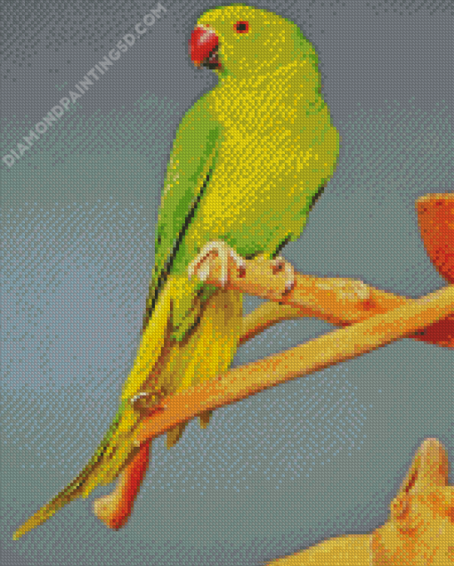 Red Neck Parrot Bird Diamond Painting