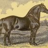 Vintage Black Percheron Horse Diamond Painting