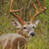 Whitetail Deer In A Field Diamond Painting