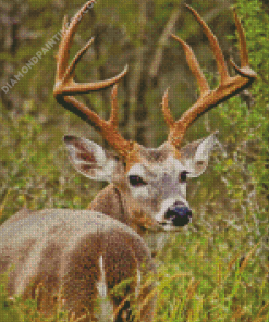 Whitetail Deer In A Field Diamond Painting