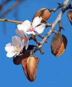 Almond Tree Flower Diamond Painting