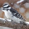 Downy Woodpecker In Snow Diamond Painting
