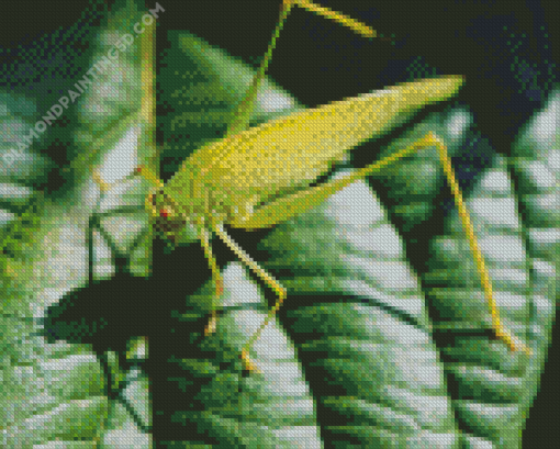 Grasshopper Diamond Painting