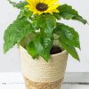 Sunflower Flowering Plant Vase Diamond Painting