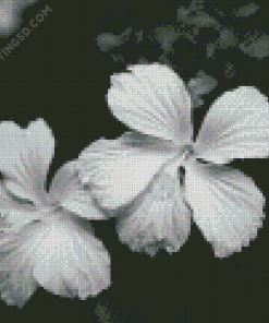 Black And White Hibiscus Diamond Painting