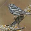 Black And White Bird Sparrow Diamond Painting