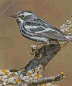 Black And White Bird Sparrow Diamond Painting
