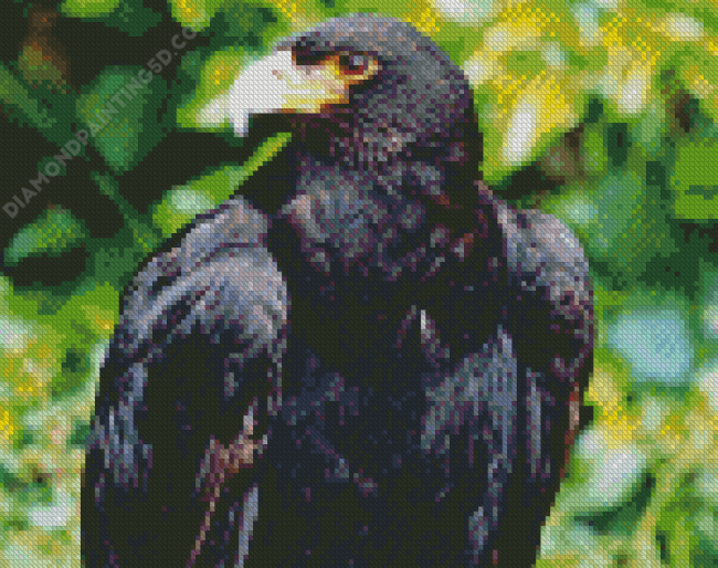 Black Eagle Diamond Painting
