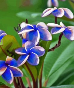 Blue Plumeria Flowers Diamond Painting