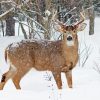 Deer In Snow Diamond Painting