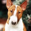English Bull Terrier Dog Diamond Painting