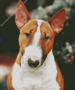 English Bull Terrier Dog Diamond Painting
