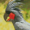 Palm Cockatoo Bird Diamond Painting