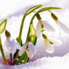Spring Flowers In Snow Diamond Painting