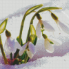 Spring Flowers In Snow Diamond Painting