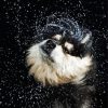 Wet Dog Shaking Diamond Painting
