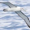 Albatross Bird Diamond Painting