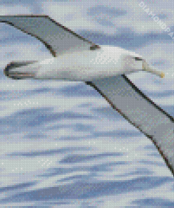Albatross Bird Diamond Painting