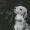 Black And White Bedlington Terrier Diamond Painting