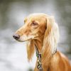 Blonde Saluki Dog Diamond Painting