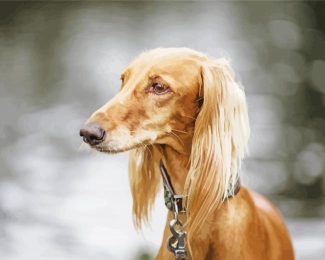Blonde Saluki Dog Diamond Painting